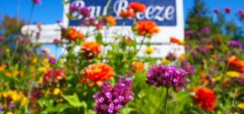 Bay Breeze Sign with Flowers